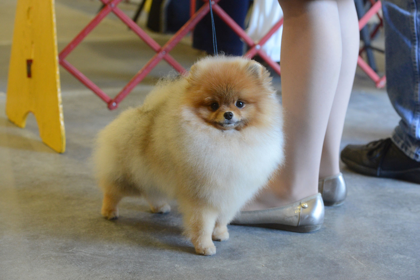 Danville Kennel Club Breeder Show